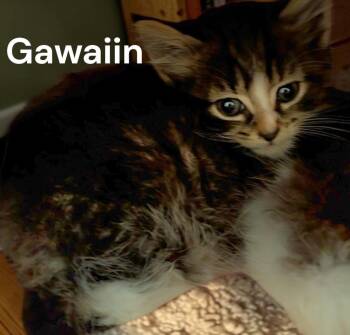 Gawain -  Domestic Medium Hair Cat for Adoption in Weems, Virginia - Gawain | PetCurious
