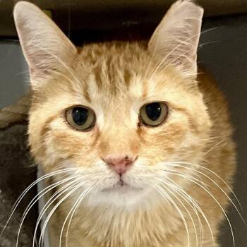 Cinder -  Domestic Medium Hair Cat for Adoption in Murray, Utah - Cinder | PetCurious