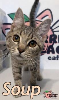 Domestic Short Hair Cats Available for Adoption - Soup | PetCurious