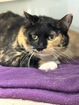 Dove -  Domestic Short Hair Cat for Adoption in Muskegon, Michigan - Dove | PetCurious