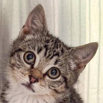 Bismarck -  Domestic Short Hair Cat for Adoption in Kennebunk, Maine - Bismarck | PetCurious