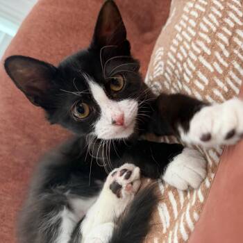Santos -  Domestic Long Hair and Maine Coon Cat for Adoption in Seneca, South Carolina - Santos | PetCurious