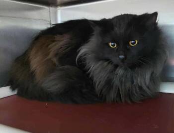 Domestic Long Hair Cats Available for Adoption - Dante - Not At Shelter (Lindsey) | PetCurious
