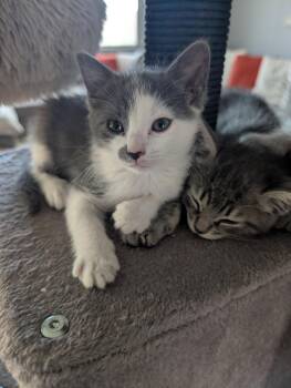Cindy Crawford -  Domestic Short Hair Cat for Adoption in Glendale, Arizona - Cindy Crawford | PetCurious