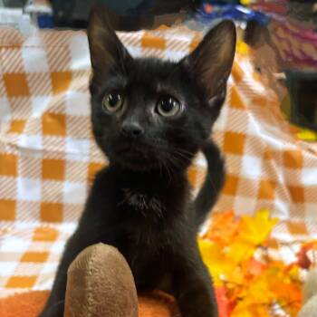 Rescue American Shorthair Cats for Adoption in Mocksville, North Carolina - Bubby | PetCurious