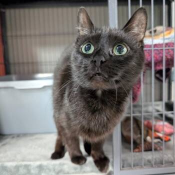 Sally -  Domestic Short Hair Cat for Adoption in Puslinch, Ontario - Sally | PetCurious