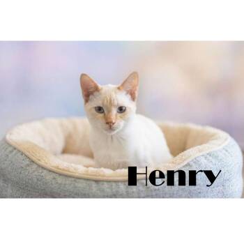 Henry -  Domestic Short Hair Cat for Adoption in Spokane, Washington - Henry | PetCurious