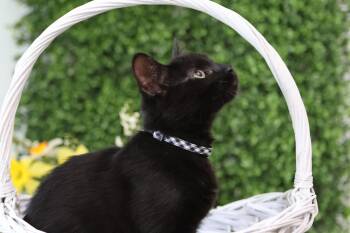 Domestic Short Hair Cats Available for Adoption in Andalusia, Pennsylvania - Jingle Bell  | PetCurious