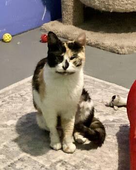 Domestic Short Hair Cats Available for Adoption in Albany, New York - Macy | PetCurious