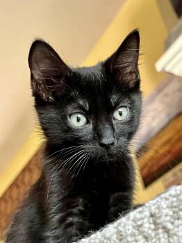 Bowie -  Domestic Short Hair Cat for Adoption in Antioch, California - Bowie | PetCurious
