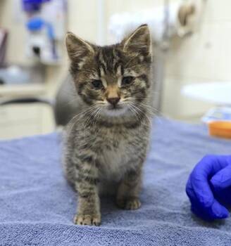 Arthur -  Domestic Medium Hair and Domestic Short Hair Cat for Adoption in Westland, Michigan - Arthur | PetCurious