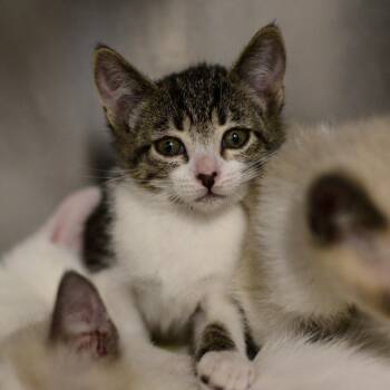 Count -  Domestic Short Hair Cat for Adoption in Idaho Falls, Idaho - Count | PetCurious
