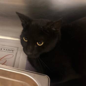 Squid -  Domestic Short Hair Cat for Adoption in Winston-salem, North Carolina - Squid | PetCurious