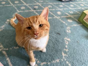 Rescue Tuxedo Cats for Adoption in Wimauma, Florida - Rusty | PetCurious