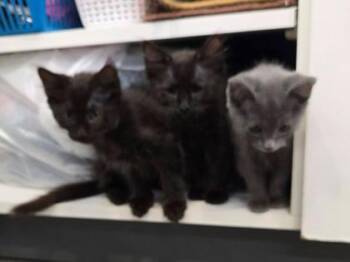 Jupiter -  Domestic Short Hair Cat for Adoption in Kansas City, Missouri - Jupiter | PetCurious
