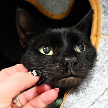 Twilight -  Domestic Short Hair Cat for Adoption in Michigan City, Indiana - Twilight | PetCurious