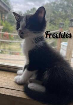 Rescue Domestic Medium Hair Cats for Adoption in Shrewsbury, Massachusetts - Freckles | PetCurious