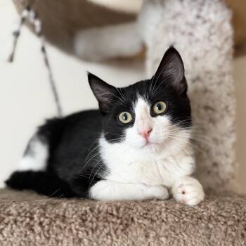 Liana--In Foster -  Domestic Short Hair Cat for Adoption in Fargo, North Dakota - Liana--In Foster | PetCurious