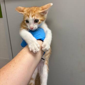 Rocky -  Domestic Short Hair Cat for Adoption in Columbiana, Alabama - Rocky | PetCurious