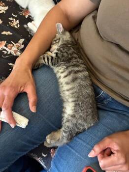 Lentil -  Domestic Short Hair Cat for Adoption in San Diego, California - Lentil | PetCurious