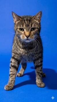 BELL BELL -  Domestic Medium Hair Cat for Adoption in Jacksonville, Florida - BELL BELL | PetCurious