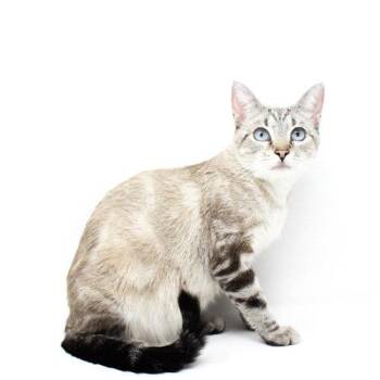 Mylee -  Domestic Short Hair and Siamese Cat for Adoption in Florence, Arizona - Mylee | PetCurious