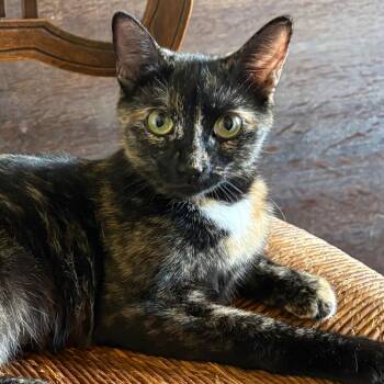Flower Greenwood -  Domestic Short Hair Cat for Adoption in Merrifield, Virginia - Flower Greenwood | PetCurious