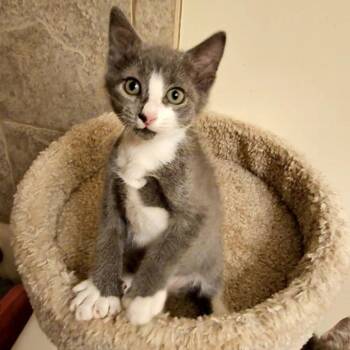 Blaze -  Domestic Short Hair Cat for Adoption in Newport News, Virginia - Blaze | PetCurious