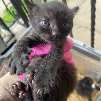 Elroy Jetson -  Domestic Short Hair Cat for Adoption in Philadelphia, Pennsylvania - Elroy Jetson | PetCurious