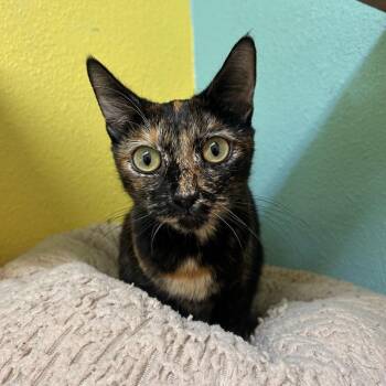 Culichi -  Domestic Short Hair Cat for Adoption in Fresno, California - Culichi | PetCurious