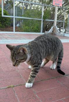 Poncho -  Domestic Short Hair Cat Available for Adoption in Darien, Georgia - Poncho | PetCurious