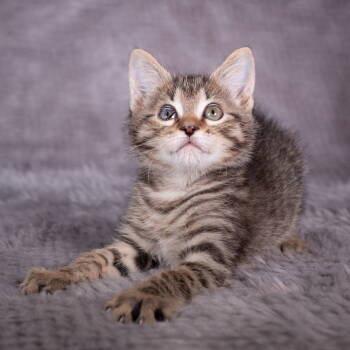 Rescue Domestic Short Hair Cats for Adoption in Social Circle, Georgia - Columbo - Andrea Foster | PetCurious