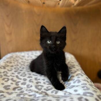 Circle K--In Foster -  Domestic Medium Hair Cat for Adoption in Fargo, North Dakota - Circle K--In Foster | PetCurious