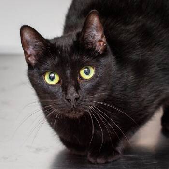 Milky Way -  Domestic Short Hair Cat for Adoption in Hattiesburg, Mississippi - Milky Way | PetCurious