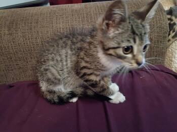 Spicy -  Domestic Short Hair Cat for Adoption in Woodsfield, Ohio - Spicy | PetCurious