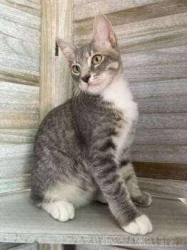 Max -  Domestic Short Hair and Tabby Cat for Adoption in San Diego, California - Max | PetCurious