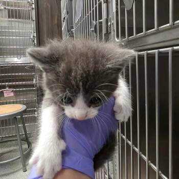 Blueberry -  Domestic Short Hair Cat for Adoption in Oak Brook, Illinois - Blueberry | PetCurious