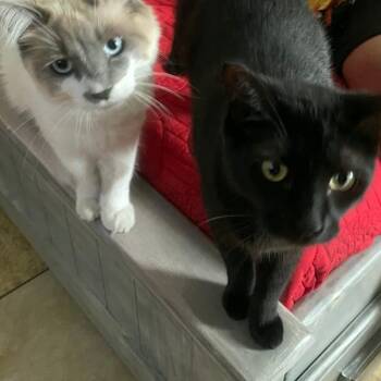 PonPon (Siamese Bobtail) and Choco (Bombay) -Bonded Pair -  Siamese and American Bobtail Cat for Adoption in Villa Park, California - PonPon (Siamese Bobtail) And Choco (Bombay) -Bonded Pair | PetCurious