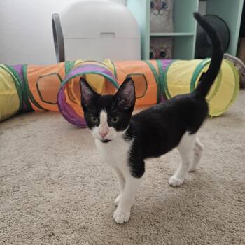 Rescue Tuxedo Cats for Adoption in Fresno, California - Edward | PetCurious