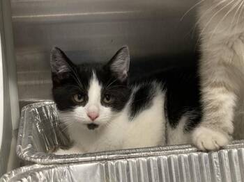 ODYSSEUS -  Domestic Short Hair Cat for Adoption in Tustin, California - ODYSSEUS | PetCurious