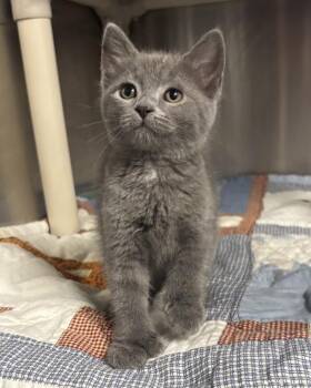 Ladybug (with June Bug) -  Domestic Short Hair Cat Available for Adoption in Richmond, Virginia - Ladybug (with June Bug) | PetCurious