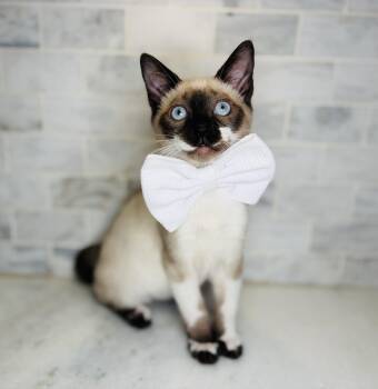 Giggles -  Siamese and Domestic Short Hair Cat for Adoption in Lucedale, Mississippi - Giggles | PetCurious