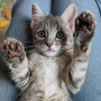 Shelby Dicke -  Domestic Short Hair and Tabby Cat for Adoption in Morrison, Colorado - Shelby Dicke | PetCurious