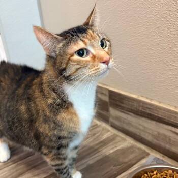 Daisy -  Domestic Short Hair Cat for Adoption in West Des Moines, Iowa - Daisy | PetCurious