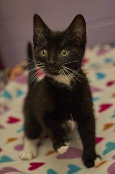Tatum -  Domestic Short Hair Cat for Adoption in Santa Barbara, California - Tatum | PetCurious
