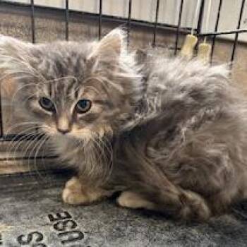 Domestic Long Hair Cats Available for Adoption - Penne | PetCurious