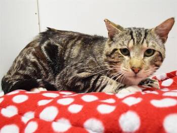 Domestic Short Hair Cats Available for Adoption in Sacramento, California - XANDER | PetCurious