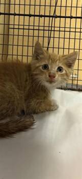 Domestic Short Hair Cats Available for Adoption in Doral, Florida - ORANGY | PetCurious