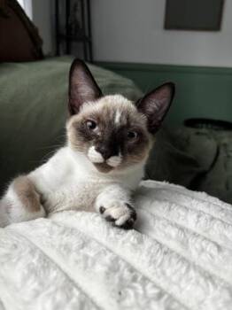 Scott (collier jaune) -  Domestic Short Hair Cat for Adoption in Montreal, Quebec - Scott (collier Jaune) | PetCurious