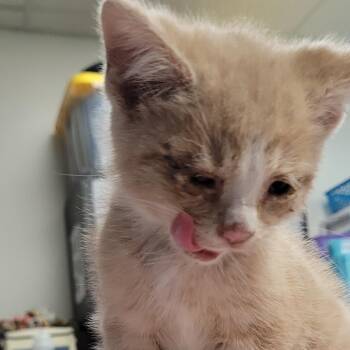 Domestic Short Hair Cats Available for Adoption in Newark, New Jersey - Scooter | PetCurious